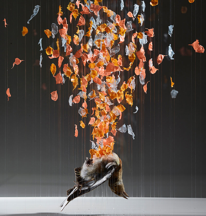 Claire Morgan, Mourning for real, 2021, Buchfinkenhaut, Polyethylen und Nylon, in Vitrine (Detail), 44,4 x 41,4 x 41,2 cm | 17,3 x 16,1 x 16,1 in. Foto: David Lawson Claire Morgan, Mourning for real, 2021, Buchfinkenhaut, Polyethylen und Nylon, in Vitrine (Detail), 44,4 x 41,4 x 41,2 cm | 17,3 x 16,1 x 16,1 in. Foto: David Lawson